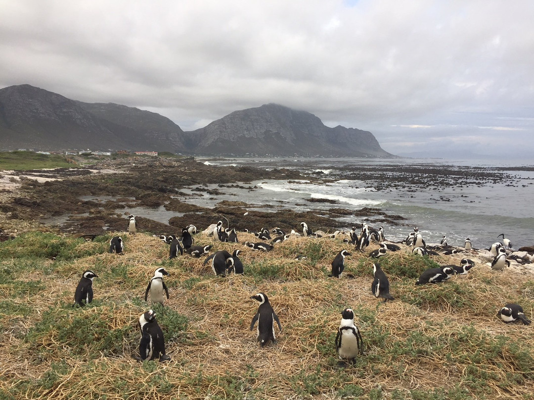 Glen Craig Pringle Bay主图