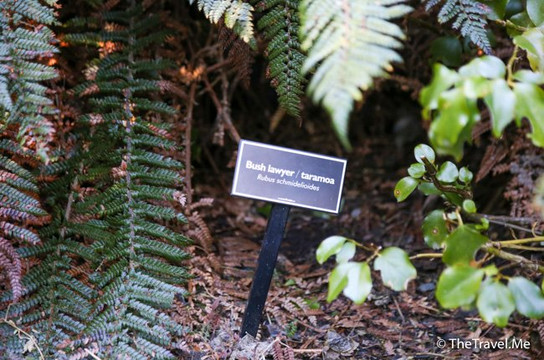Governors Bush Walk-库克山村庄必去景点