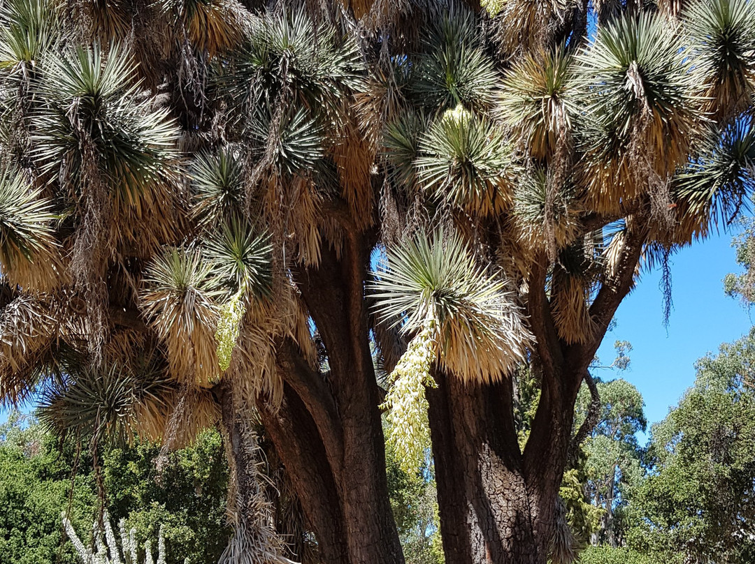 Arizona Garden-帕罗奥多必去景点