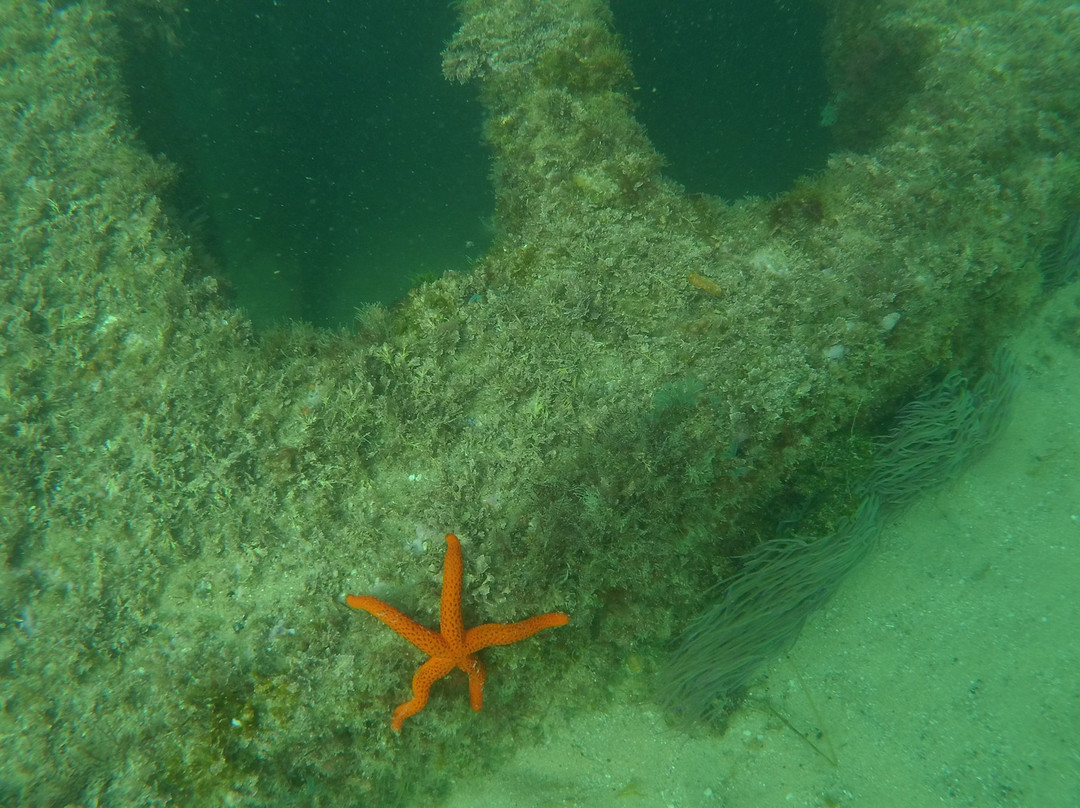 Ocean Respect Ecodive Center景点图片