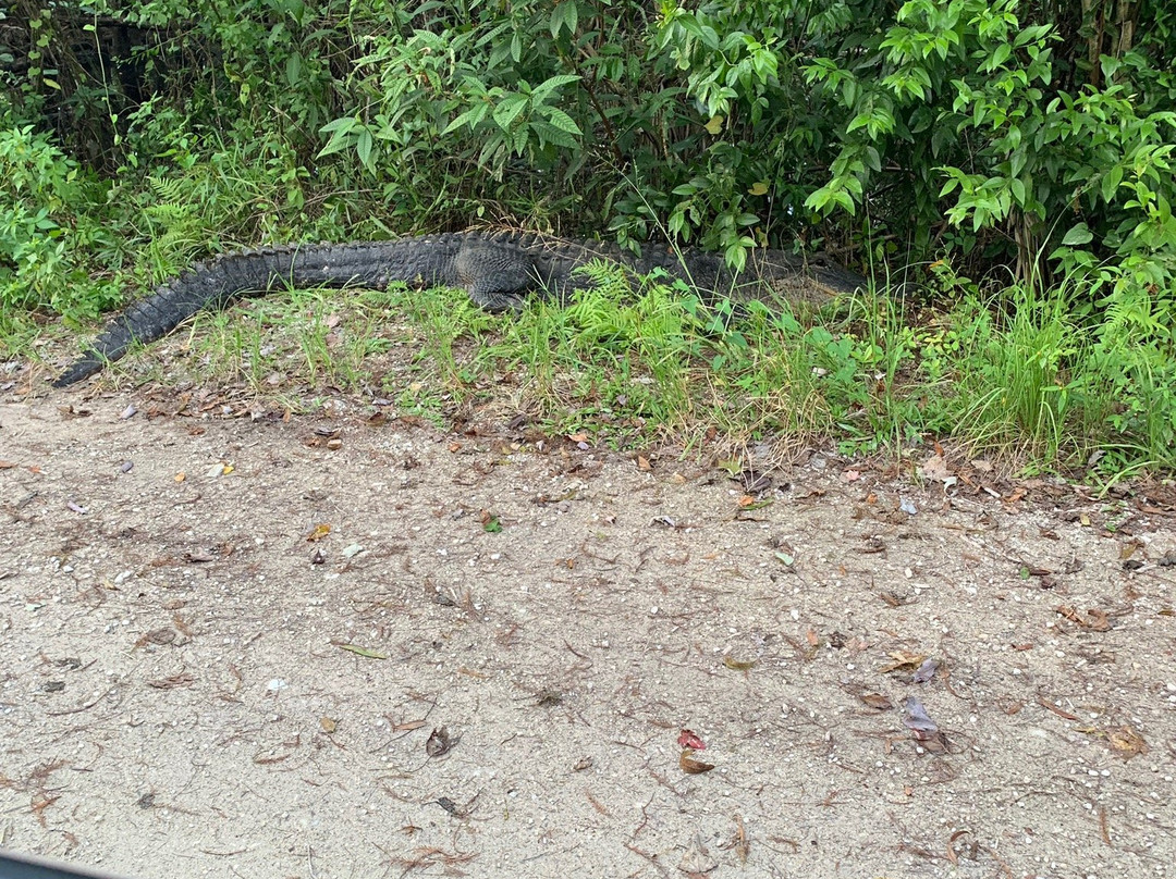 Gulf Coast Visitor Center-大沼泽地必去景点