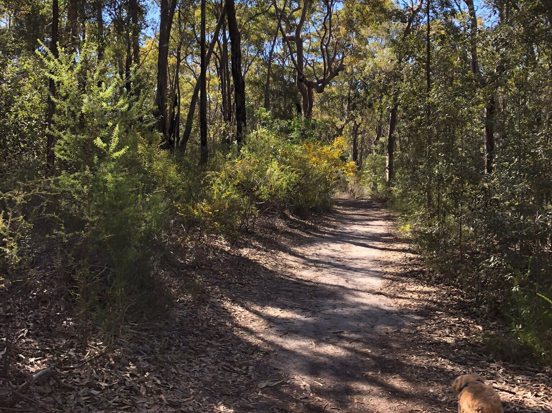 Winnicoopa Road Fire Trail景点图片