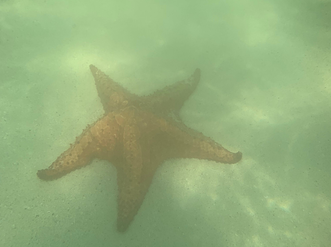 Starfish Point-大开曼岛必去景点