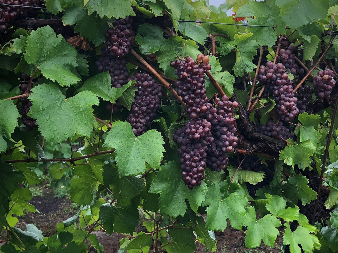 A Great Oregon Wine Tour-波特兰必去景点