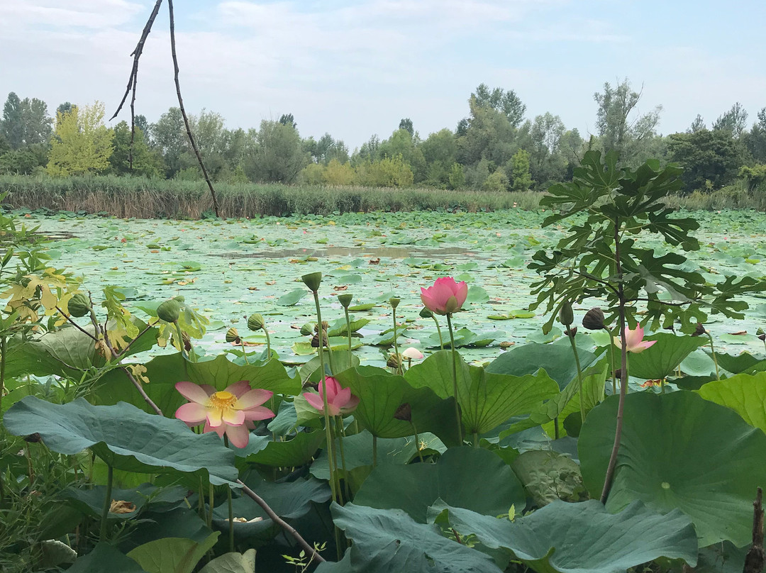 Il Parco del Loto景点图片