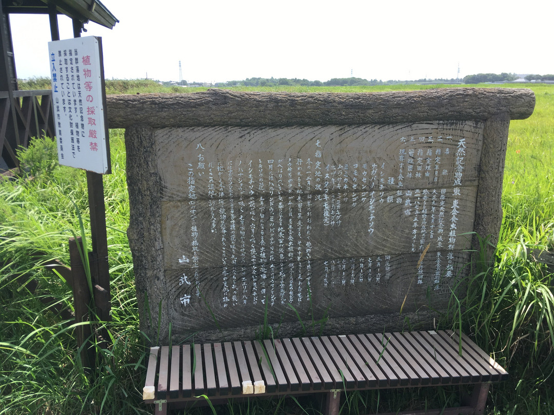 Carnivorous plant habitat in Togane, Naruto-山武市必去景点