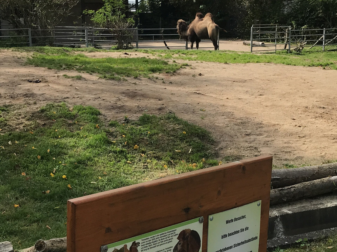 Tiergarten Falkenstein景点图片