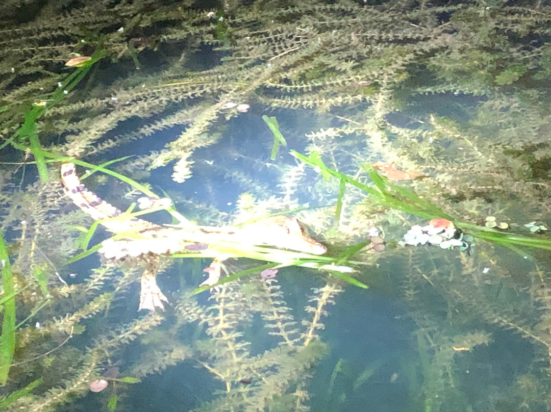 Jungle Land Panama Floating Lo主图