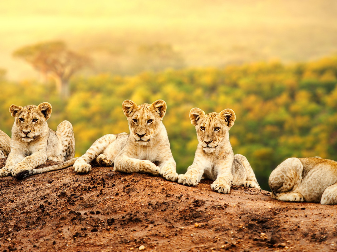 Sarafu Travel-阿鲁沙必去景点