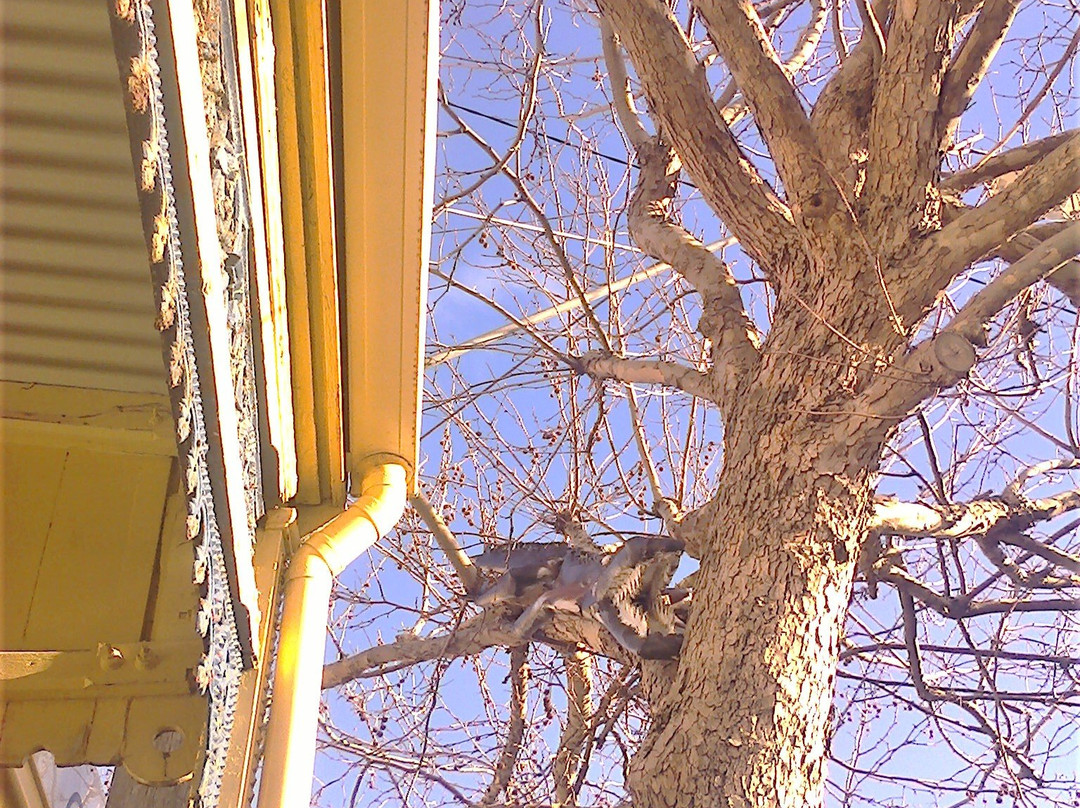 Mystery In The Trees-瓦南布尔必去景点