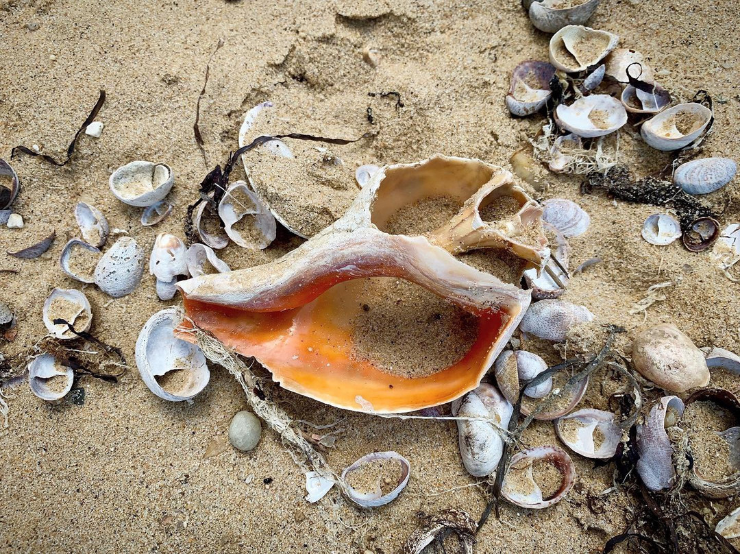 Cupsogue Beach County Park景点图片