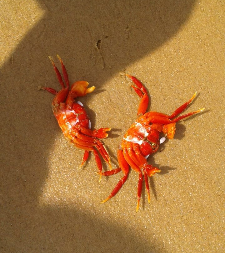 Tajpur Beach景点图片