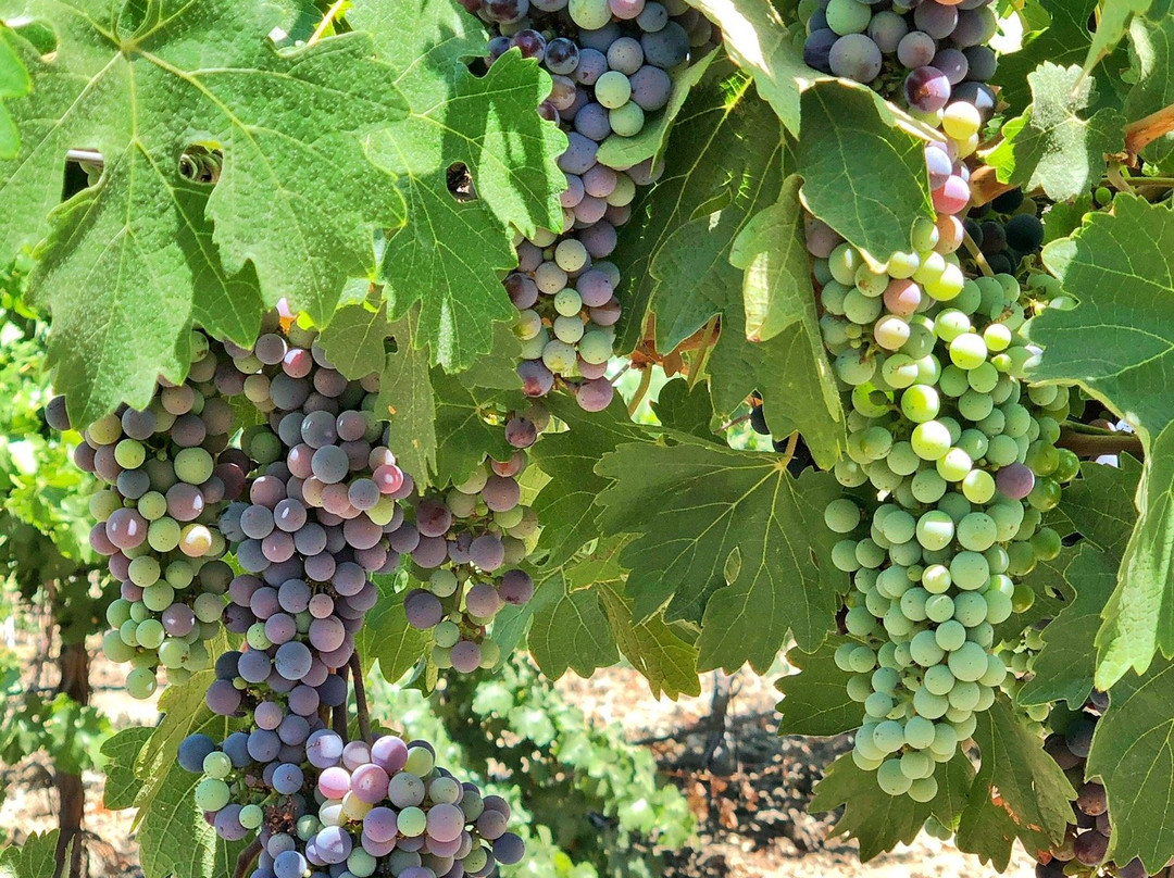 Steinbeck Vineyards & Winery景点图片