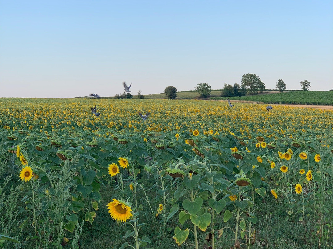 La Closerie Saint Martin主图