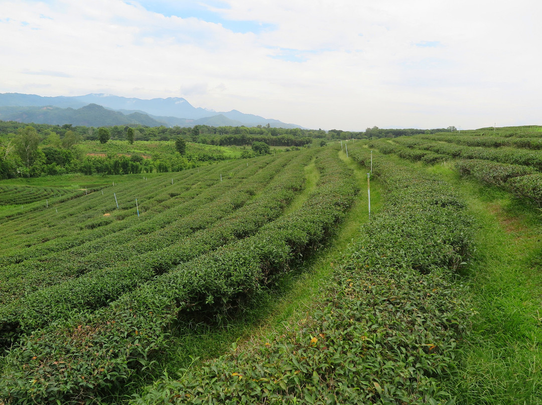 Choui Fong Tea景点图片