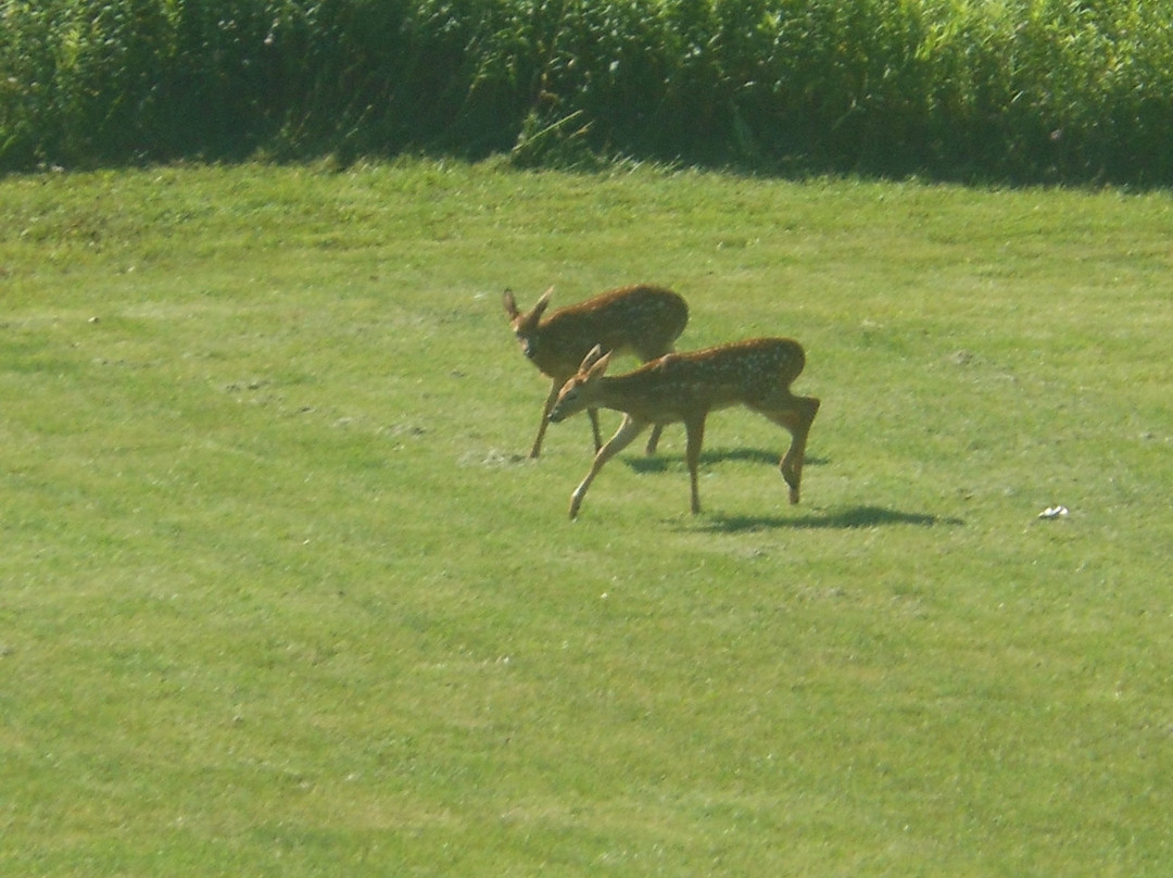 WoodSpring Suites Columbus NE I-270主图