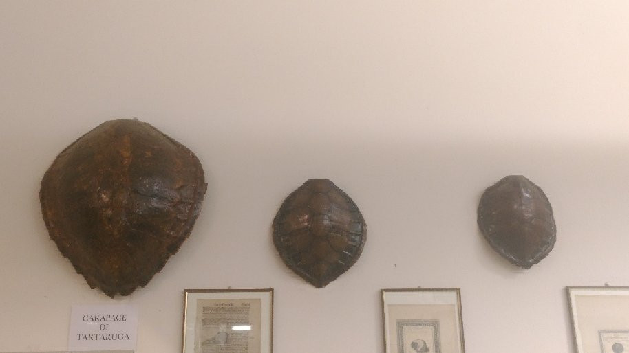 Museo della Marineria e delle Conchiglie di Viserbella-Viserbella必去景点