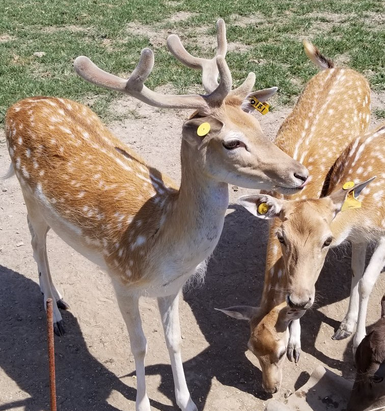 Big Joel's Safari-Wright City必去景点