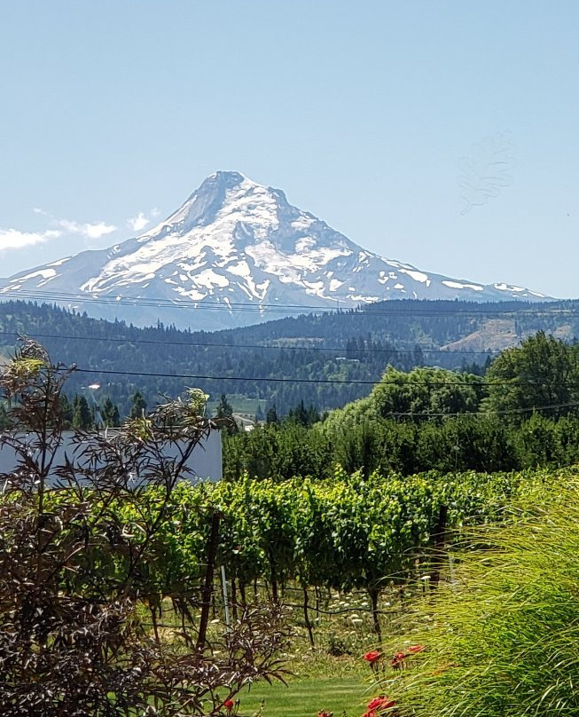 Mt. Hood Winery景点图片