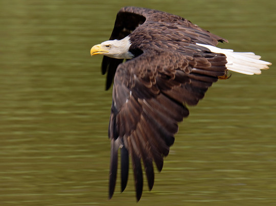 Discover the James Bald Eagle Tours-里士满必去景点