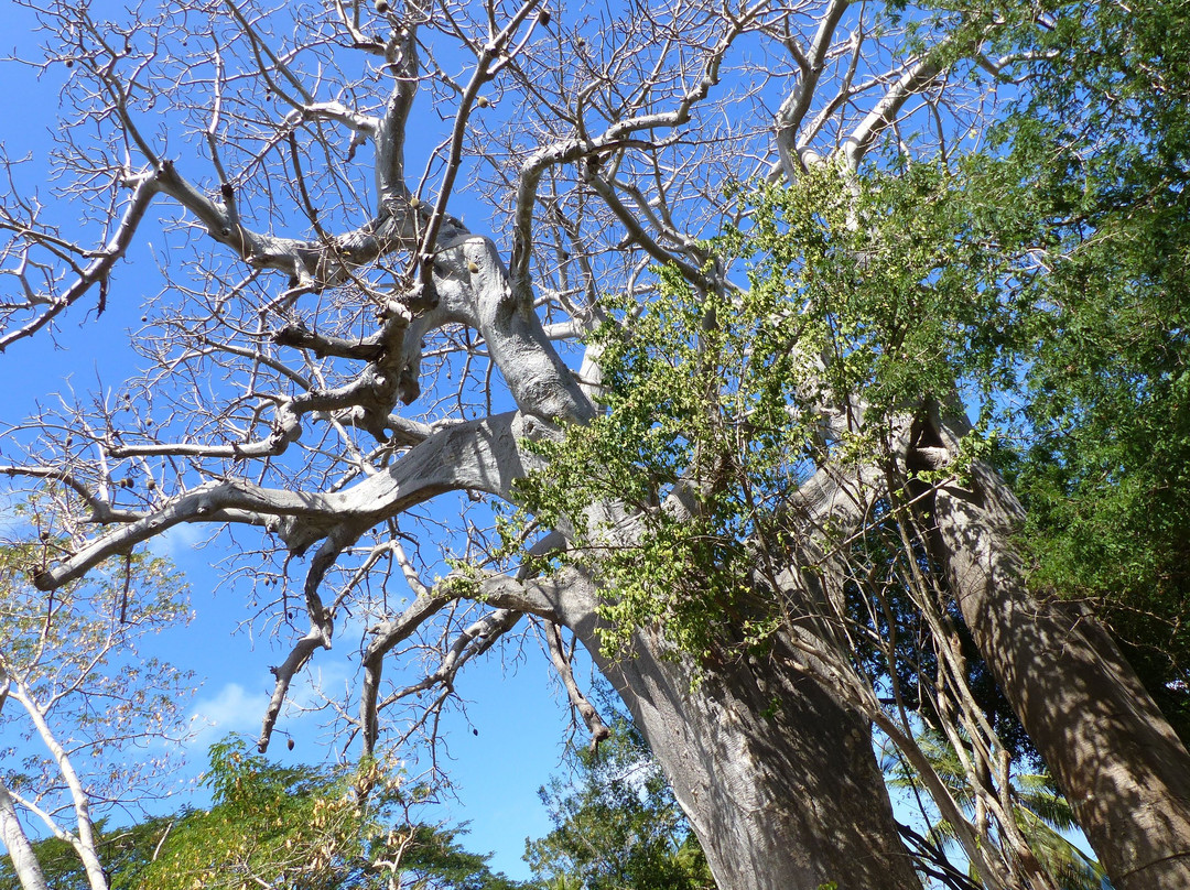 Plage de N'Gouja-Kanikeli必去景点