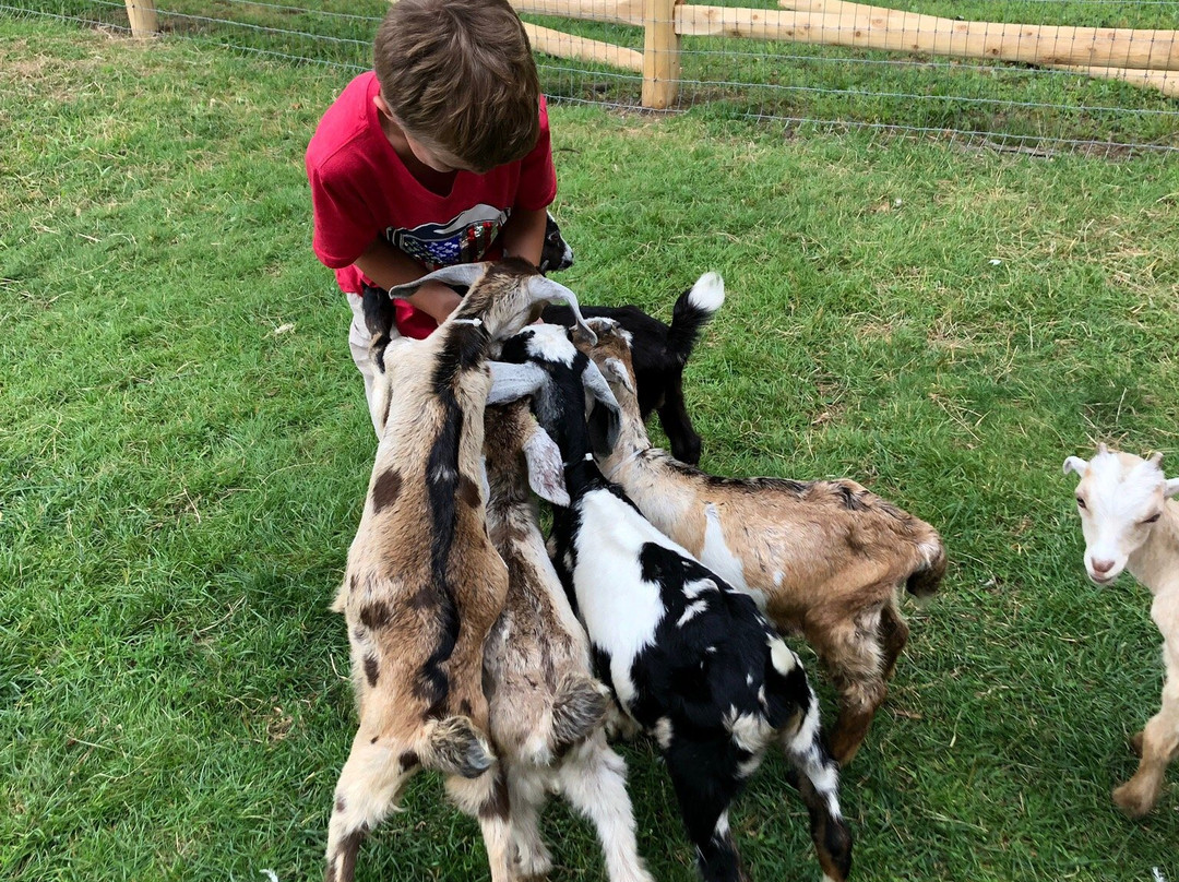 Friendly Farm-Dublin必去景点