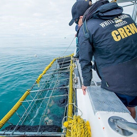 Shark Divers-Kleinbaai必去景点