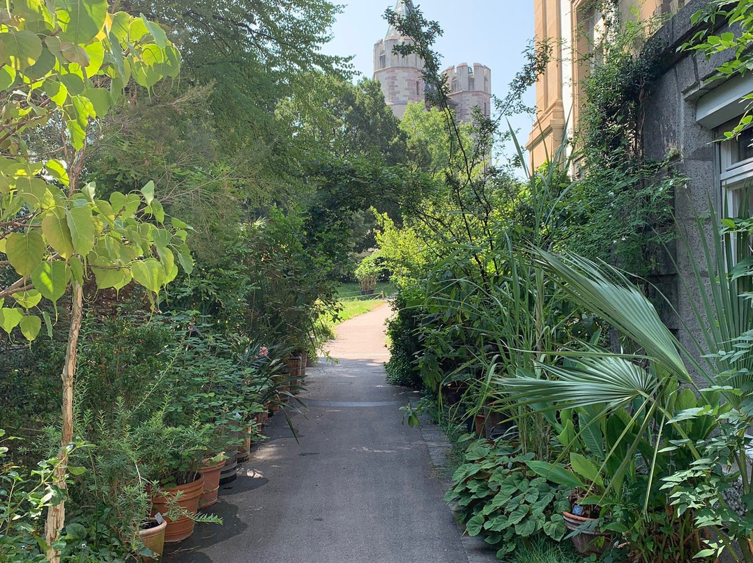 Botanischen Garten der Universität Basel景点图片