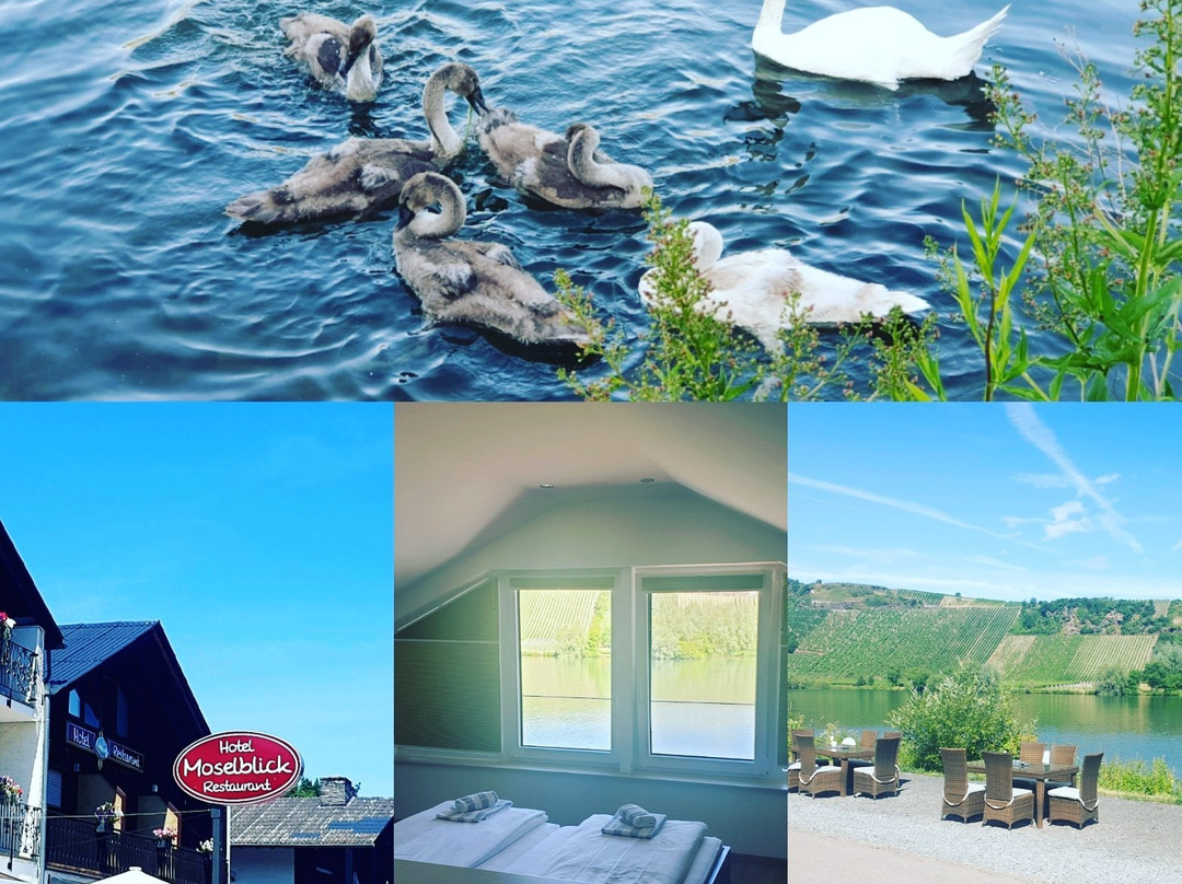 Moselblick主图