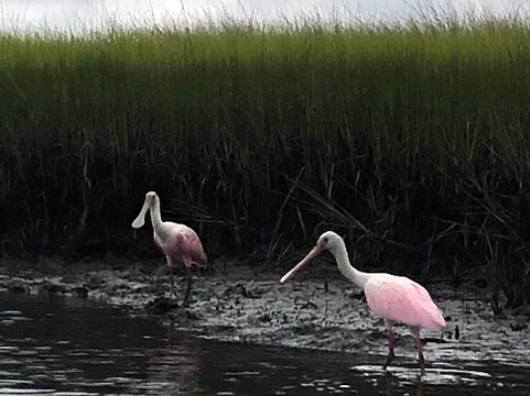 Castaway Island Preserve-杰克逊维尔必去景点