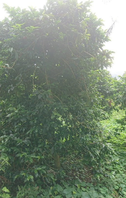 Domaine des Cafeiers-Bois de Nefles必去景点