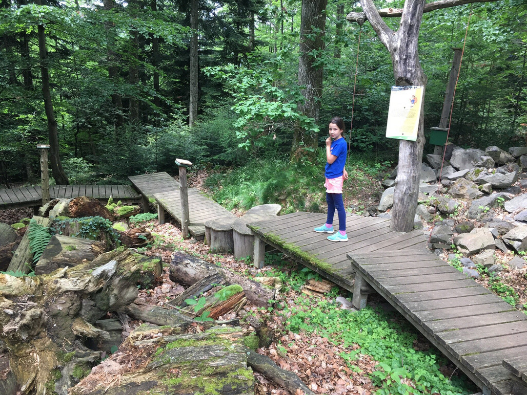 Baumkronenweg Waldkirch景点图片