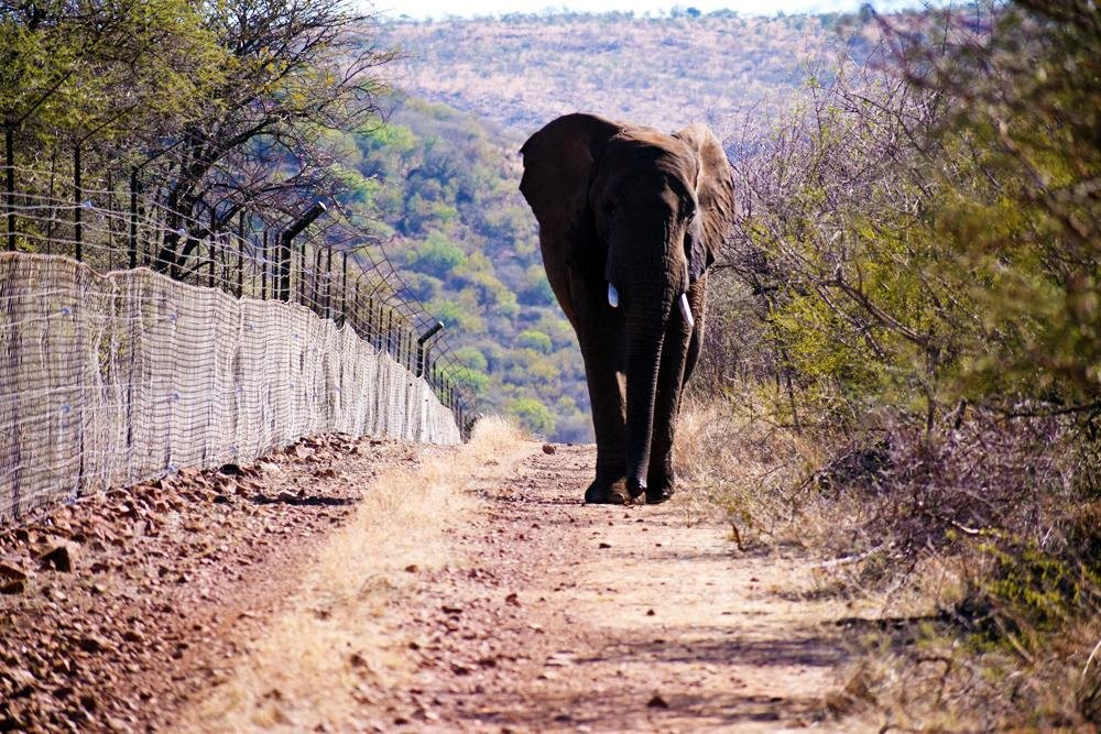 Heart of the Wild Tours & Safaris景点图片
