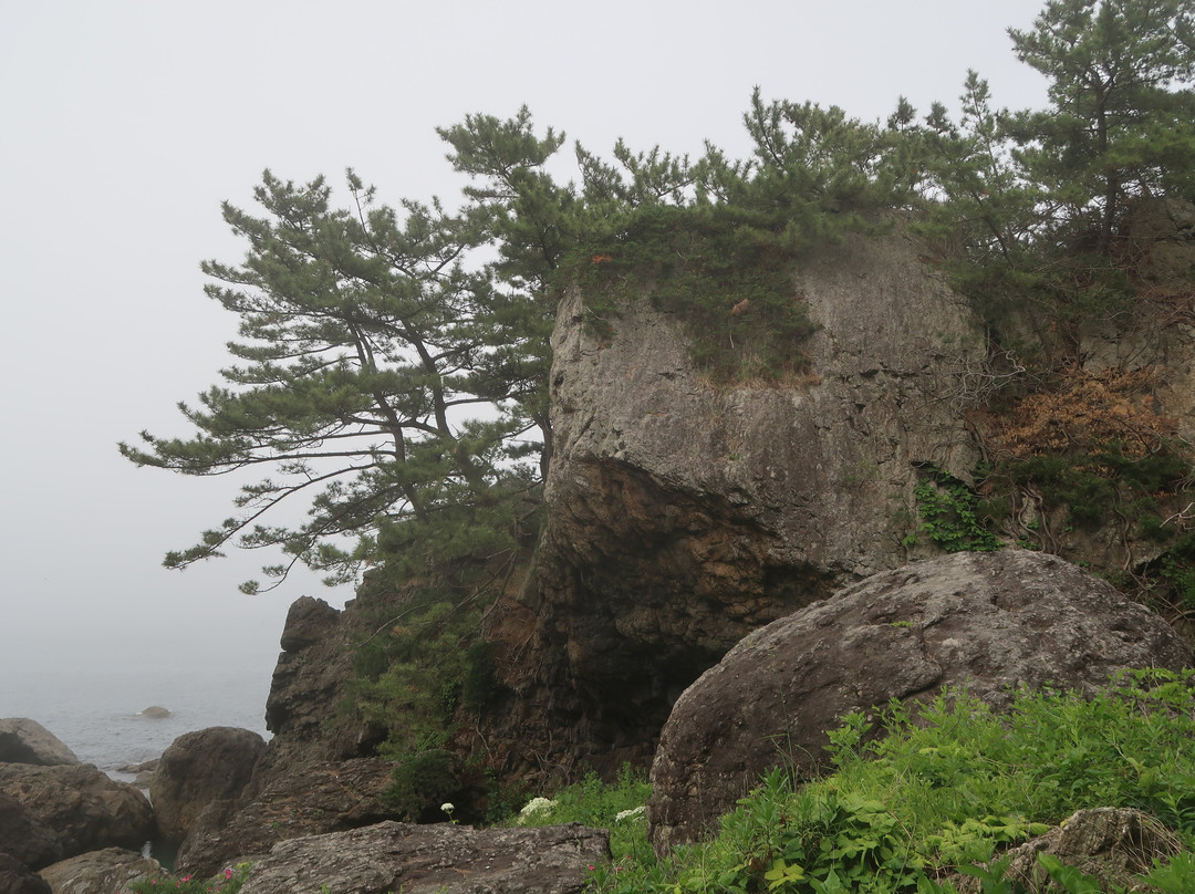 Yodo Pine Grove-八户市必去景点