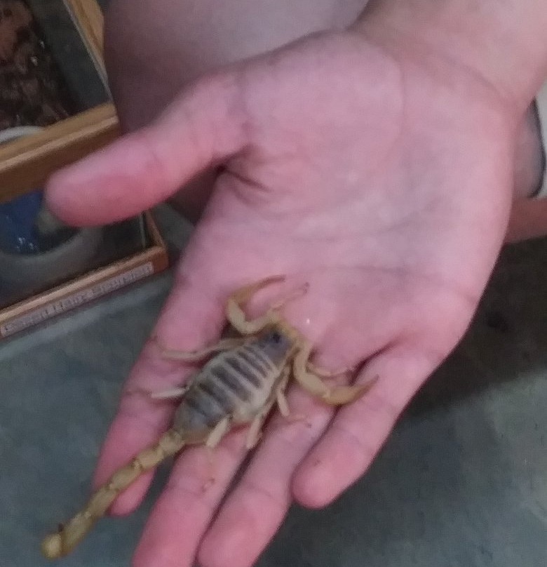 Scales and Tails Utah-西瓦利城必去景点