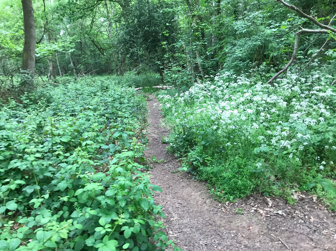Crackley Wood Nature Reserve景点图片