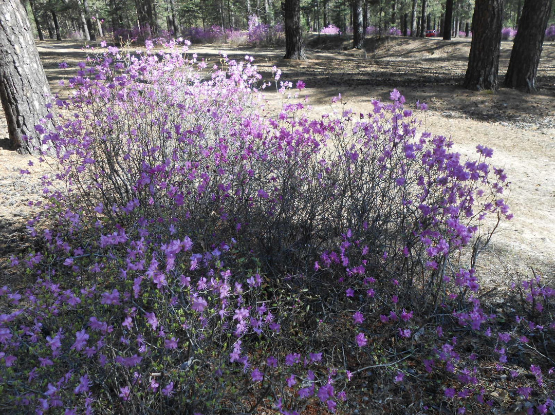 Culture and Leisure Park of Railroad Workers-赤塔必去景点
