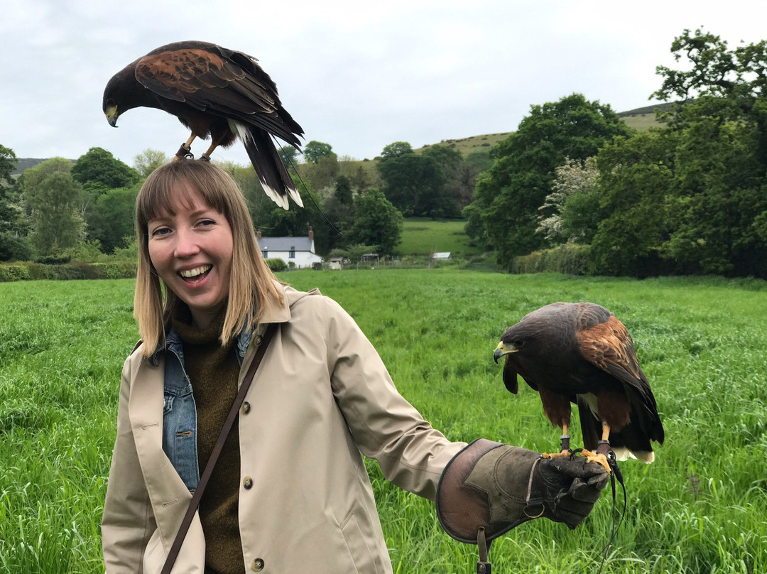 Falconry Experiences景点图片