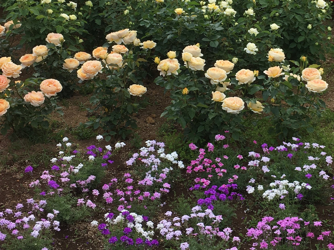Yatsu Rose Garden-习志野市必去景点