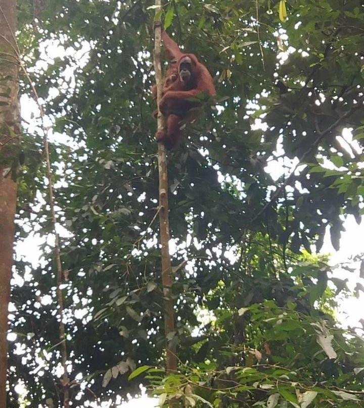 Trekking Bukit Lawang-武吉拉旺必去景点