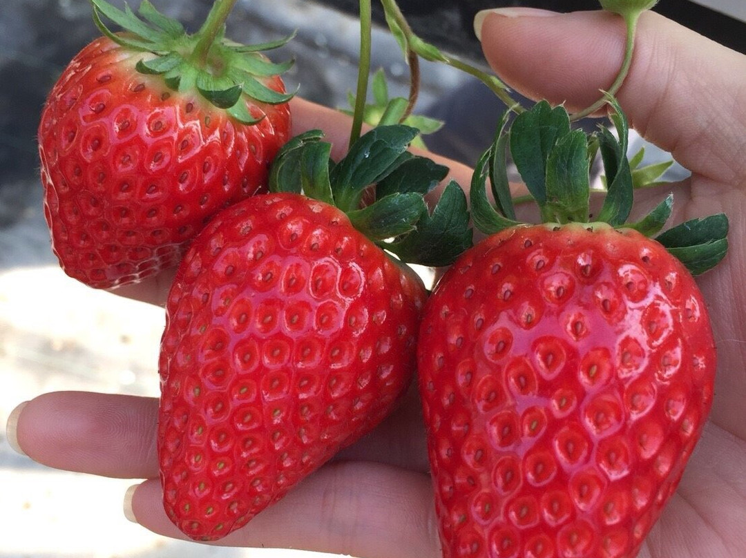 Osazen Strawberry Farm-八幡市必去景点