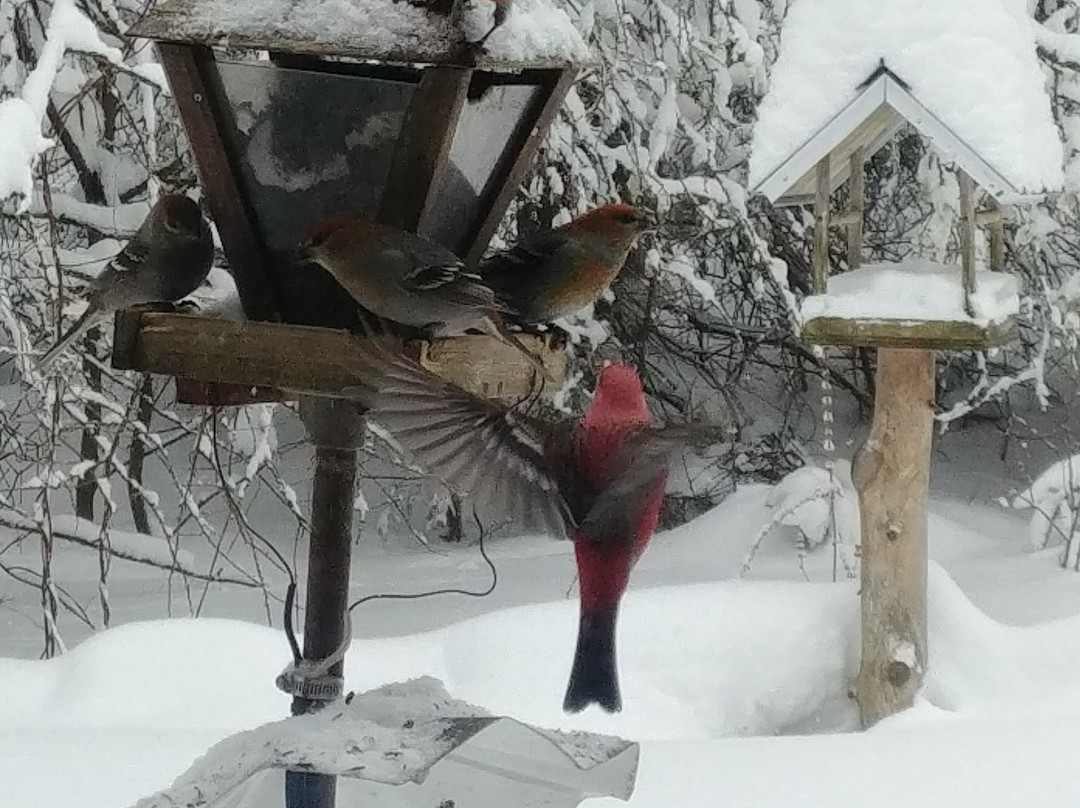 Les Jardins de L'Achillee Millefeuille主图