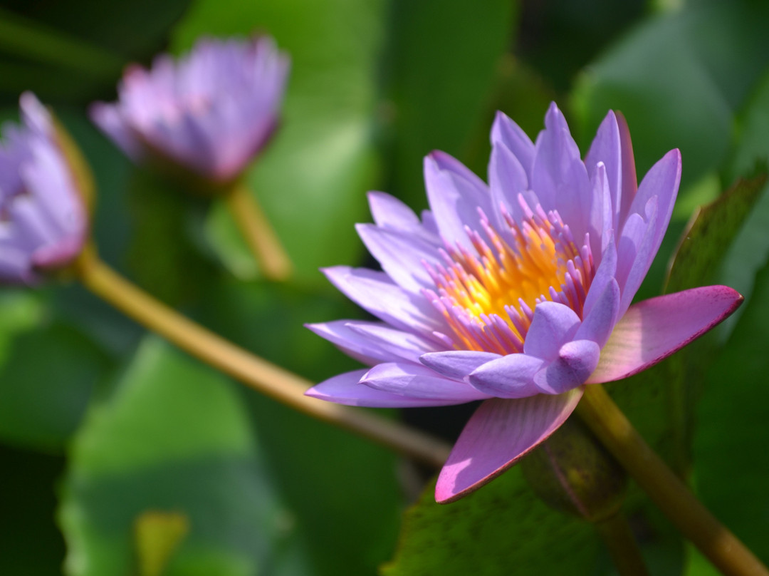 UVA Meridian-Kundapur必去景点