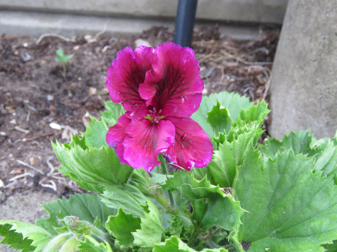 At Whale-Phin Guest House主图