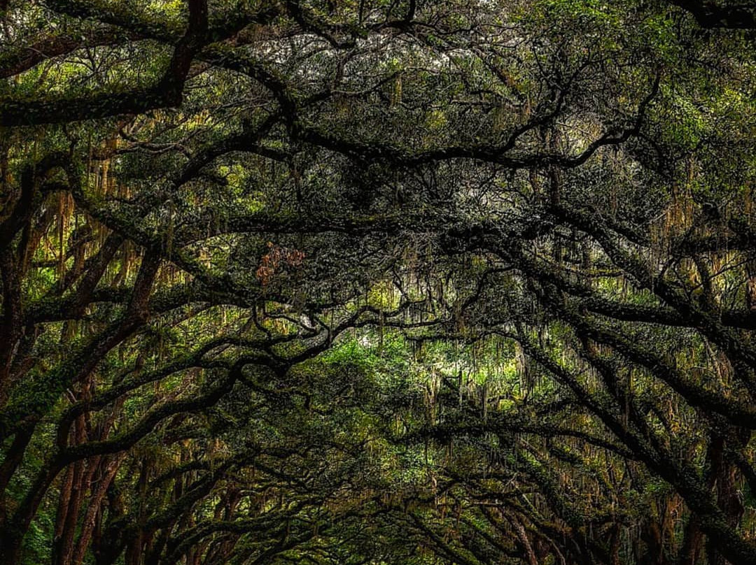 Wormsloe Historic Site景点图片