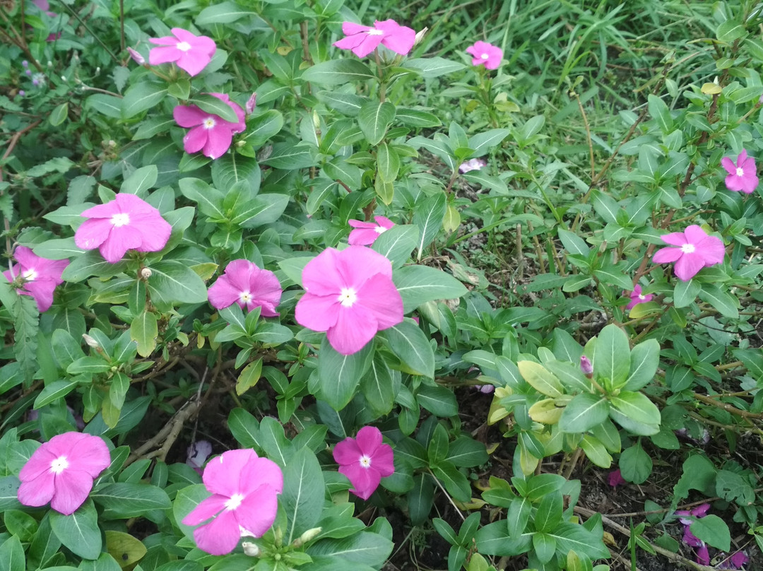 Narmada Botanic Garden-马塔兰必去景点