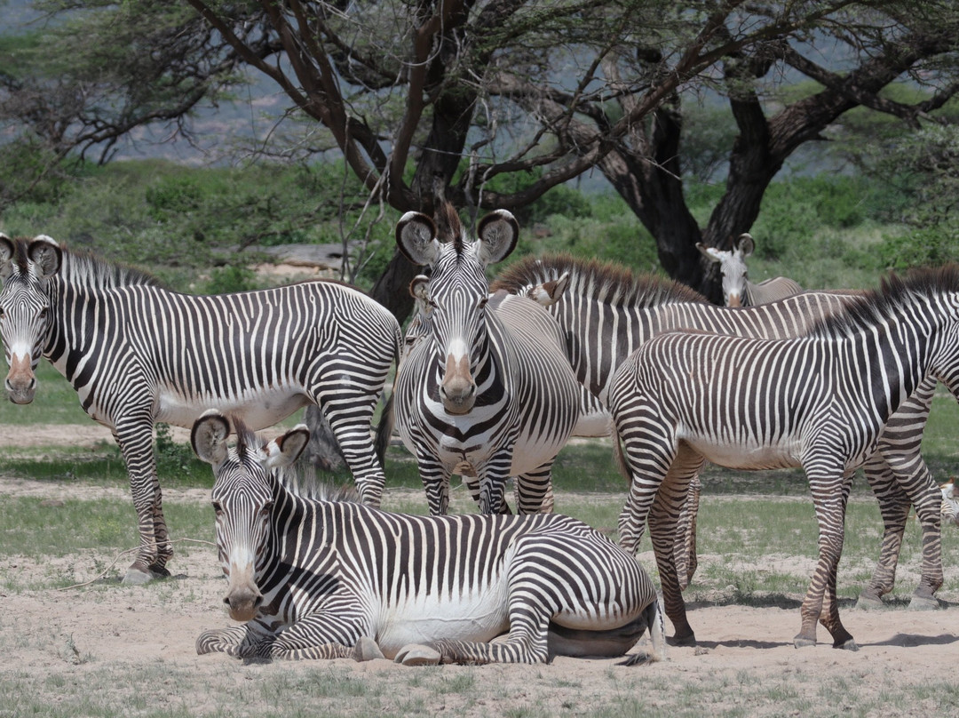 Shaba National Reserve旅游攻略图片