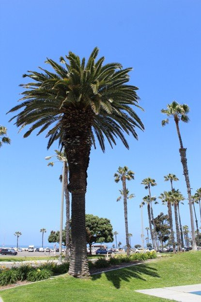 South Beach Park-圣莫尼卡必去景点