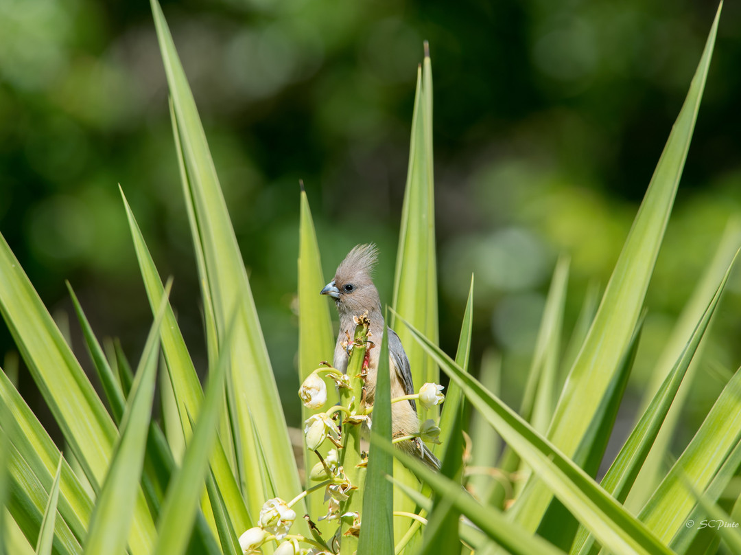 The Olive Tree Guest House主图