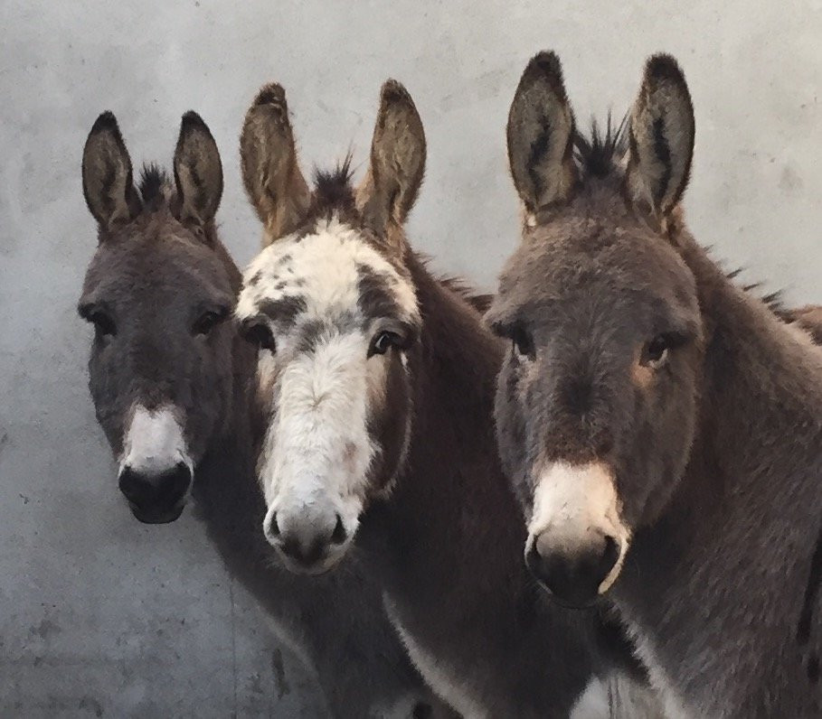 Donegal Donkey Sanctuary